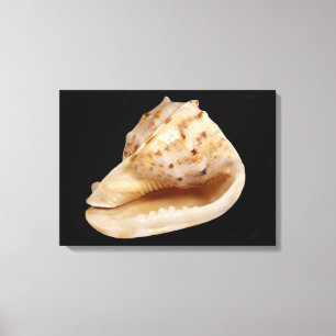 Conch Muschel Canvas Print Leinwanddruck