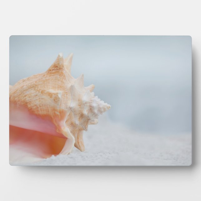 Conch-Muschel | Florida Fotoplatte (Vorderseite)