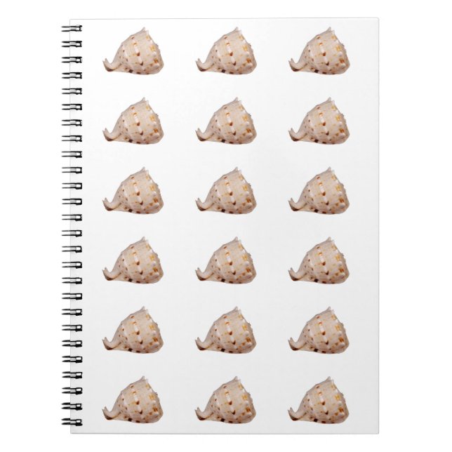 Conch Muschel Foto Notebook Notizblock (Vorderseite)