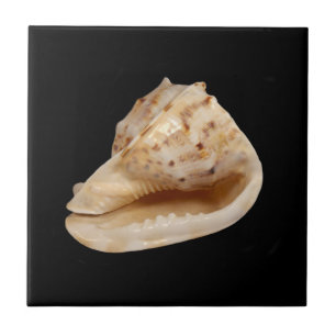 Conch Muschel Keramik Foto Tile Fliese