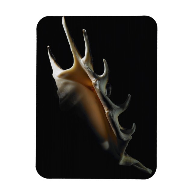 Conch-Muschel Magnet (Vertikal)
