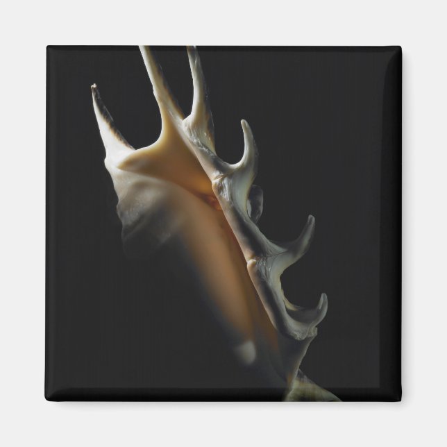 Conch-Muschel Magnet (Vorne)