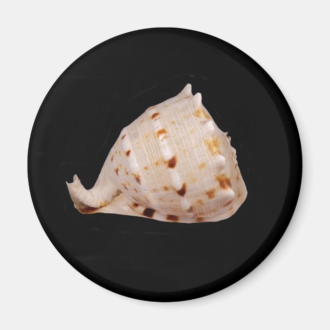 Conch Muschel Magnet (Vorne)
