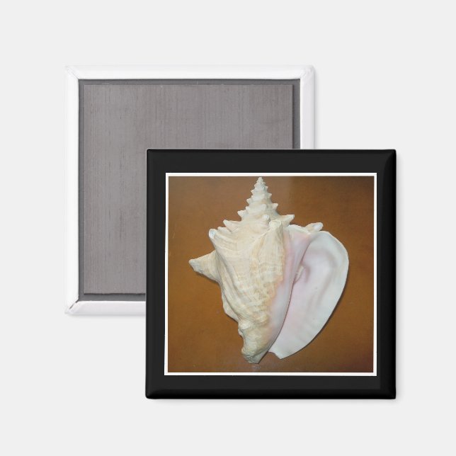 Conch Muschel Magnet (Vorderseite/Rückseite)