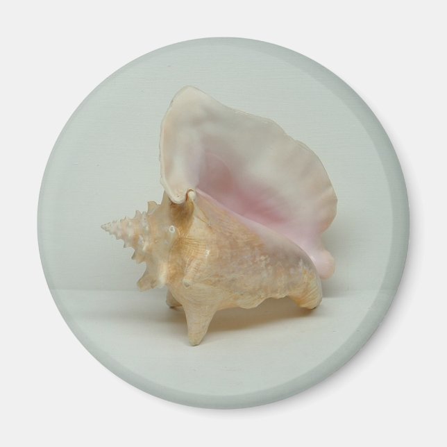 CONCH-MUSCHEL-Magnet (rund) Magnet (Vorne)