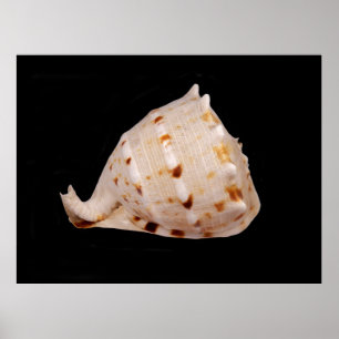 Conch Muschel Poster