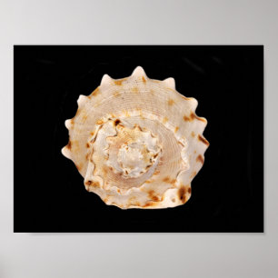 Conch Muschel Poster