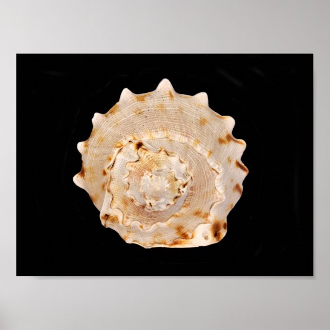 Conch Muschel Poster (Vorne)