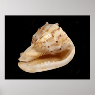 Conch Muschel Poster