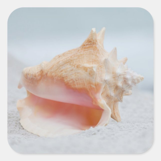 Conch-Muschel Quadratischer Aufkleber (Vorderseite)