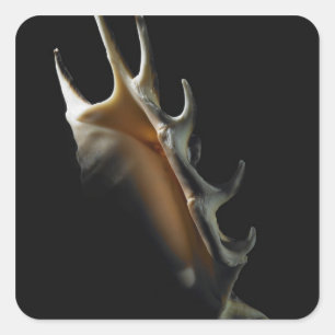 Conch-Muschel Quadratischer Aufkleber