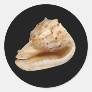 Conch-Muschel Runder Aufkleber