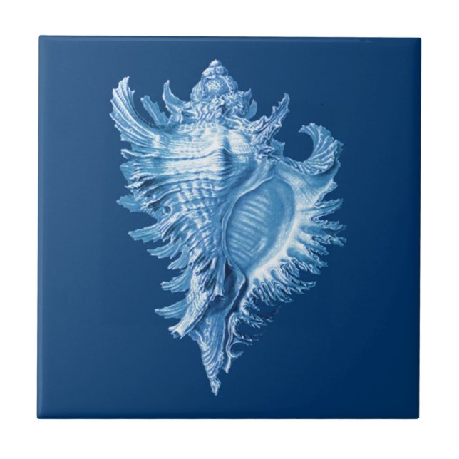 Conch Muschel Sea Life Print, Indigoblau und Weiß Fliese (Vorderseite)