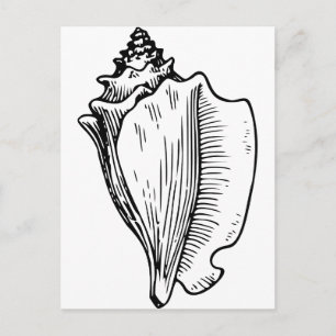 Conch Muschel Sketch Postkarte