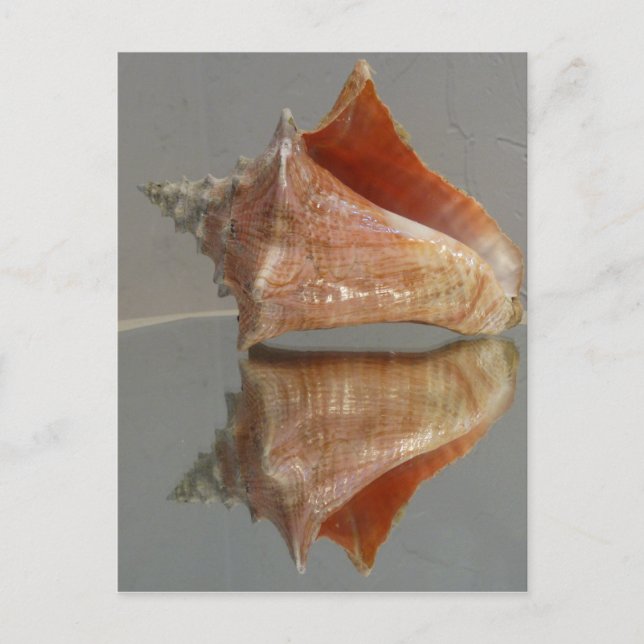 Conch Muschel und ihre Reflektion Postkarte (Vorderseite)
