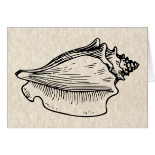 Conch Muschel Vintag Illustration