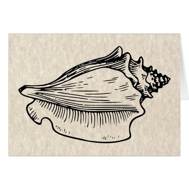 Conch Muschel Vintag Illustration (Vorderseite (Horizontal))