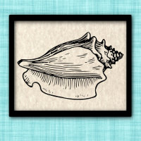 Conch Muschel Vintag Illustration