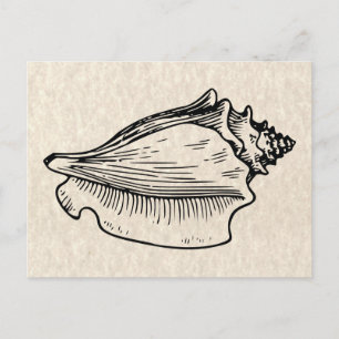 Conch Muschel Vintag Illustration Postkarte