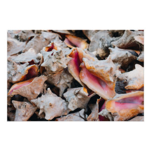 Conch Muscheln, Bahamas Poster
