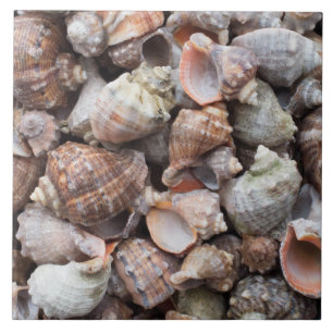 Conch-Muscheln Fliese