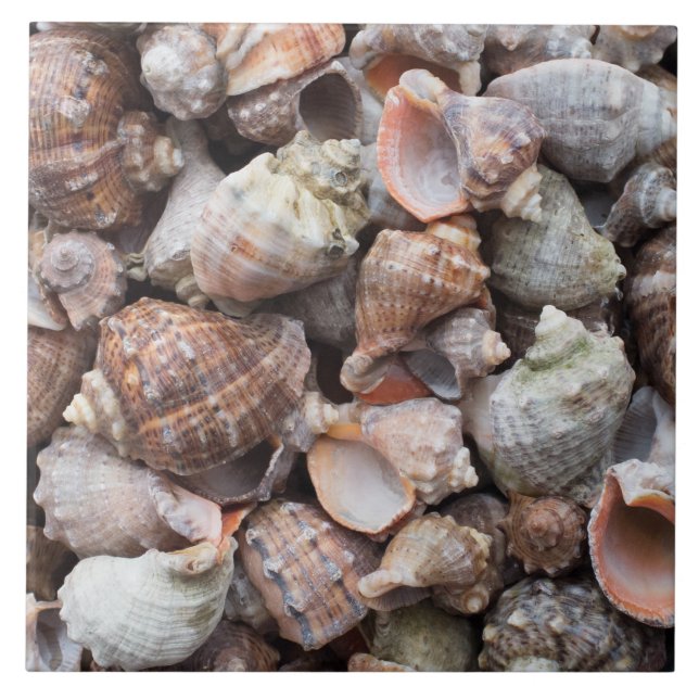 Conch-Muscheln Fliese (Vorderseite)