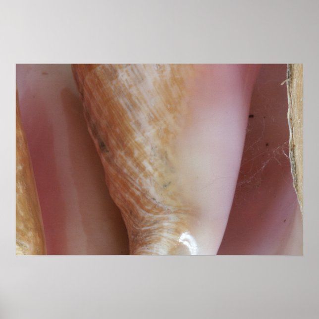 Conch-Muscheln Poster (Vorne)