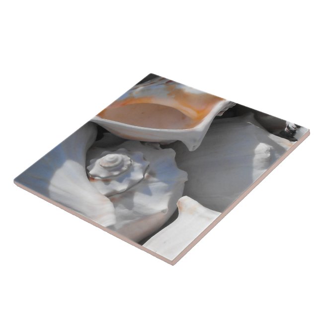 Conch-Muscheln schließen Fliese (Seite)