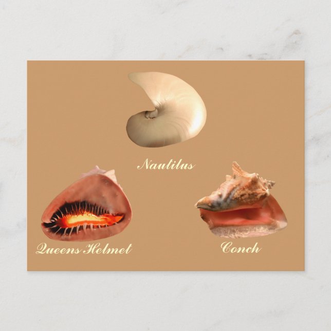 Conch, Nautilus, Queens Helmet Postkarte (Vorderseite)