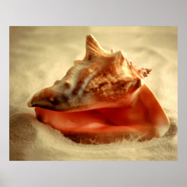 Conch Poster (Vorne)