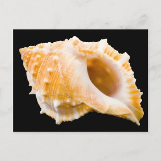 Conch Postkarte