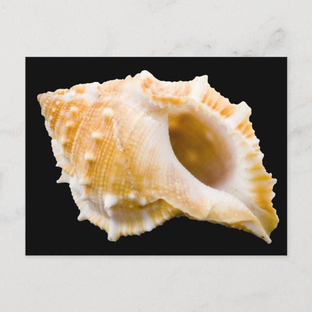 Conch Postkarte (Vorderseite)