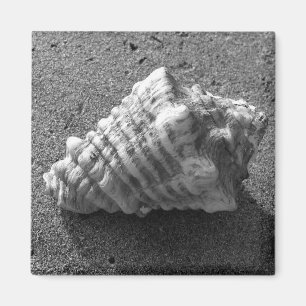 Conch Seashell Sand Beach Magnet