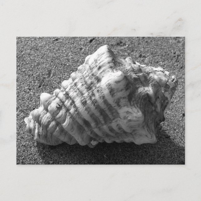 Conch Seashell Sand Beach Postkarten (Vorderseite)