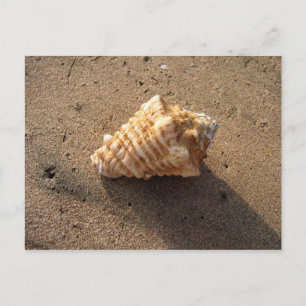 Conch Seashell Sand Beach Postkarten