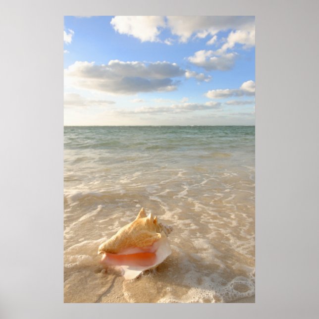 Conch Shell In Sand On Tropical Beach Poster (Vorne)