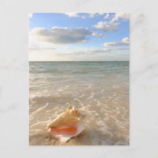 Conch Shell In Sand On Tropical Beach Postkarte (Vorderseite)