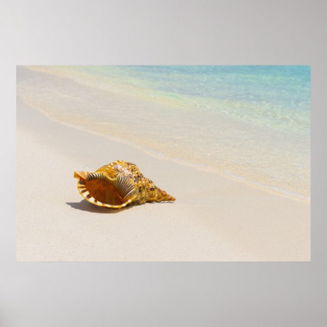 Conch Shell On Beach 3 Poster (Vorne)