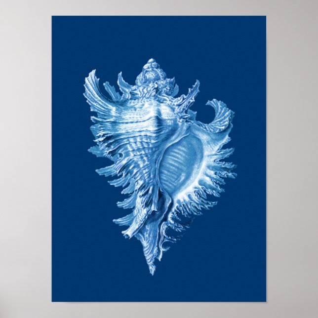 Conch Shell Sea Life Print, Indigo Blue and White Poster (Vorne)
