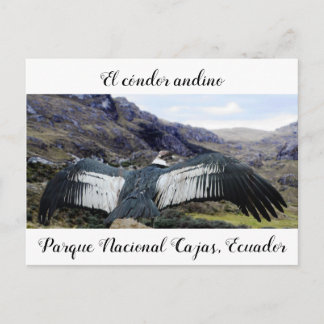 Cóndor Andino Postcard Postkarte