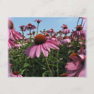 Cone Blume Postkarte