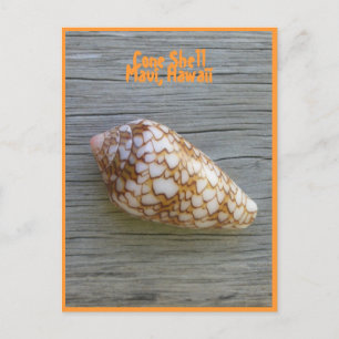 Cone-Muschel Postkarte