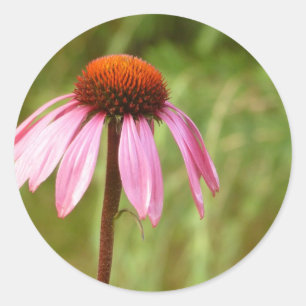 Coneflower Aufkleber