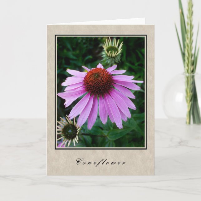 Coneflower - Blumen-Reihe Karte (Vorderseite)