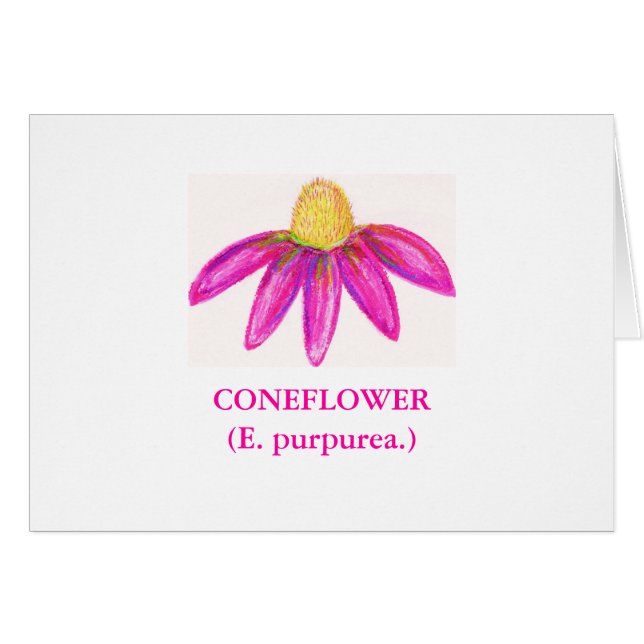 CONEFLOWER (E. purpurea.) (Vorderseite (Horizontal))