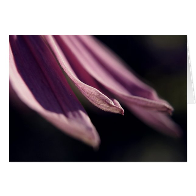 Coneflower Petals Card (Vorderseite (Horizontal))