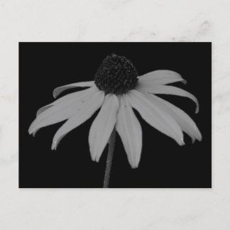 Coneflower Postcard Feiertagspostkarte