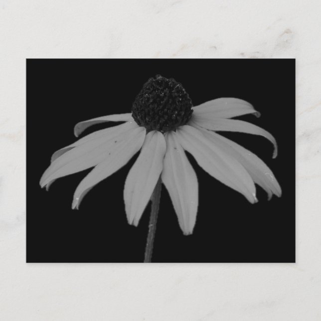 Coneflower Postcard Feiertagspostkarte (Vorderseite)