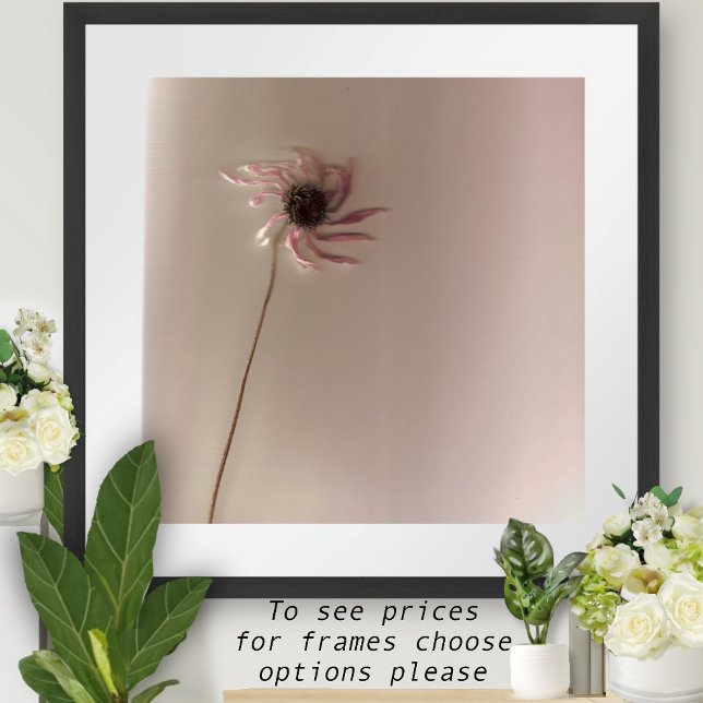 ConeFlower Poster (Von Creator hochgeladen)