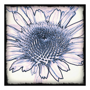 Coneflower Sketch Fotodruck